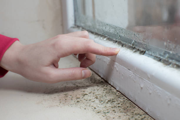 Professional Mold Removal in Euless, TX